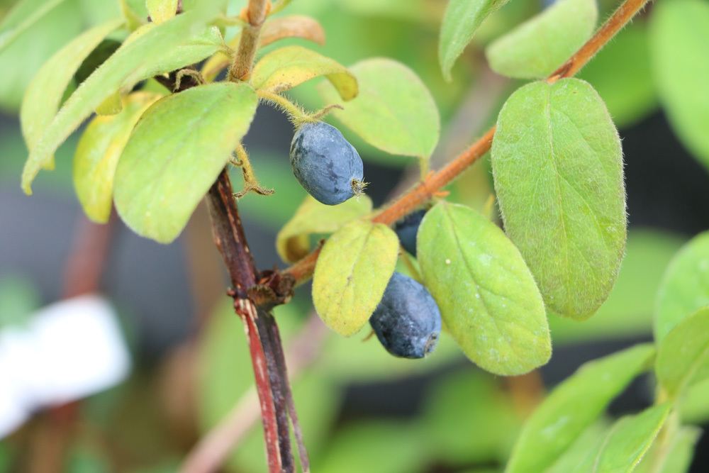 Honigbeere Maibeere Lonicera kamtschatica