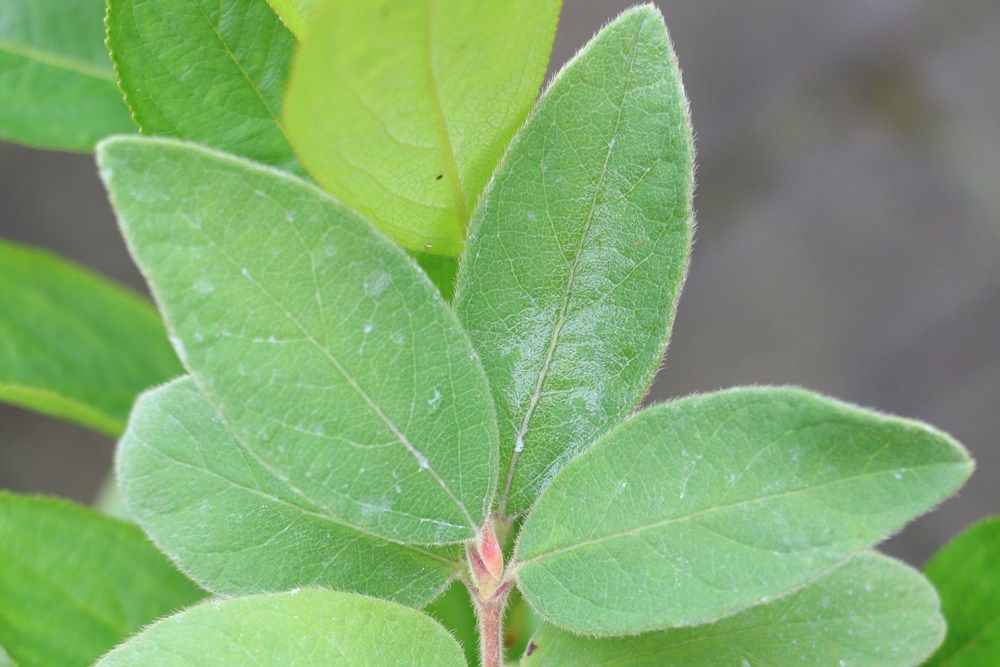 onigbeere Maibeere Lonicera kamtschatica