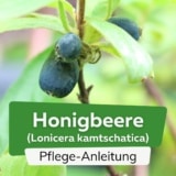 Honigbeere (Lonicera kamtschatica)