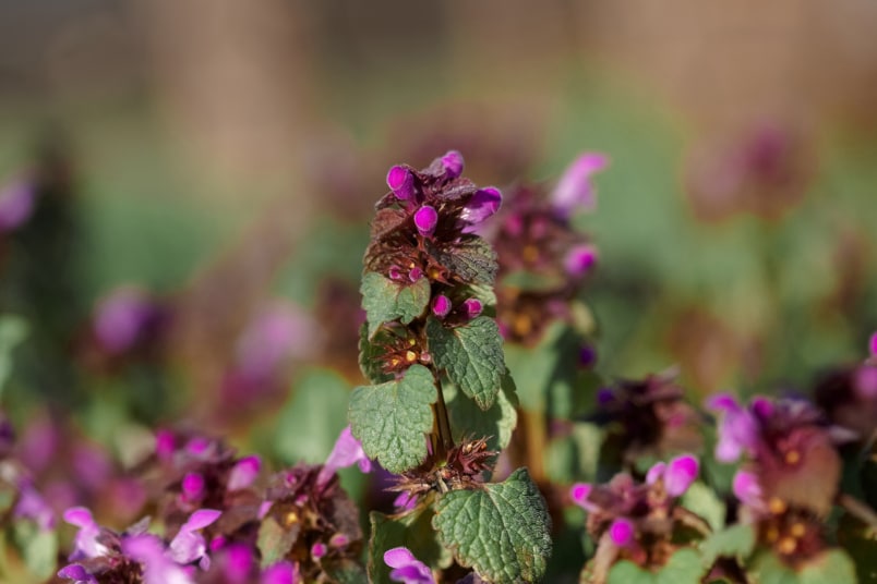 Scharlachroter Feld-Thymian (Thymus serpyllum)