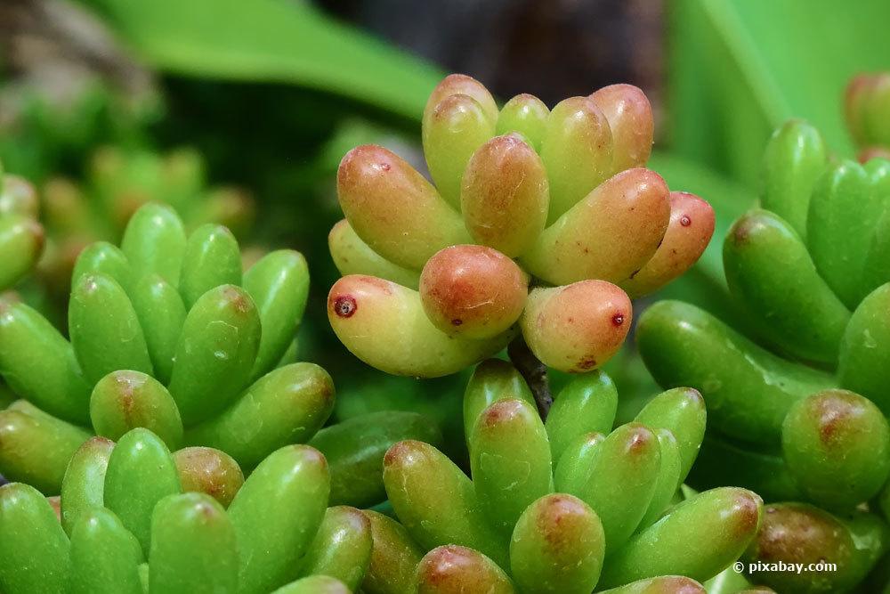 Fette Henne, Sedum rubrotinctum