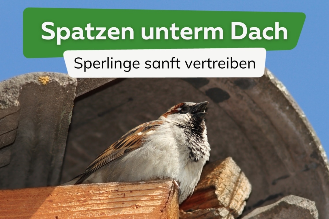 Spatzen nisten unterm Dach