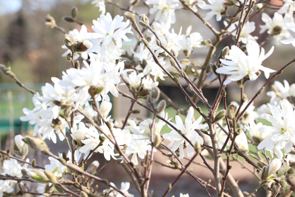 Stern-Magnolie Magnolia stellata