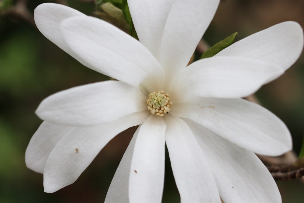 Stern-Magnolie Magnolia stellata