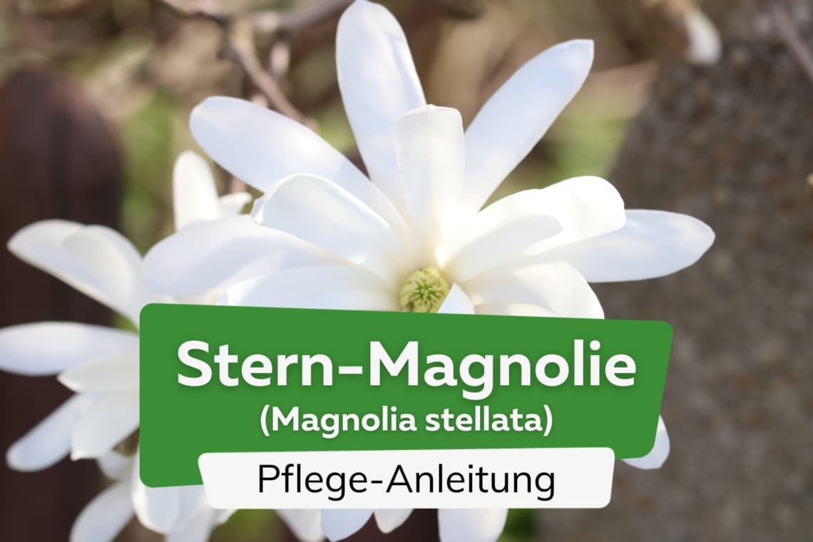 Stern-Magnolie (Magnolia stellata)