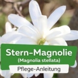 Stern-Magnolie (Magnolia stellata)