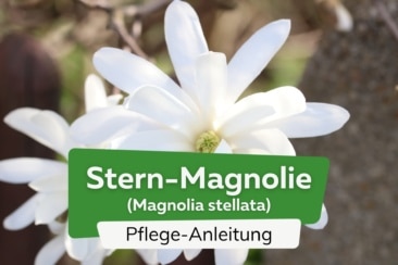 Stern-Magnolie (Magnolia stellata)