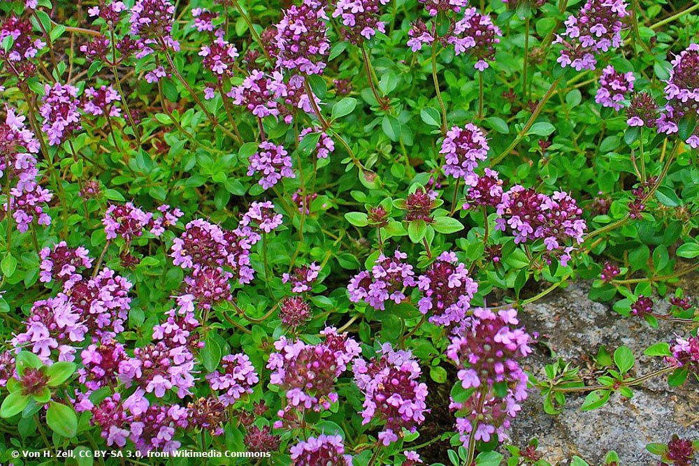 Thymus serpyllum