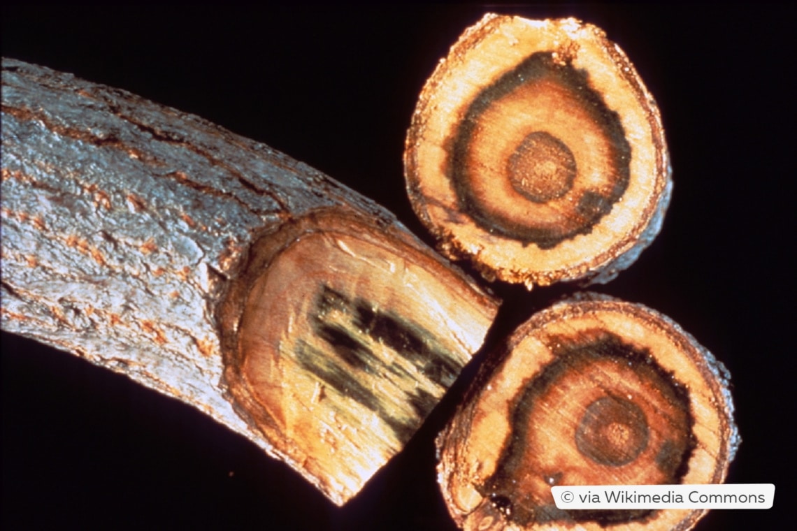 Verticilium im Astschnitt