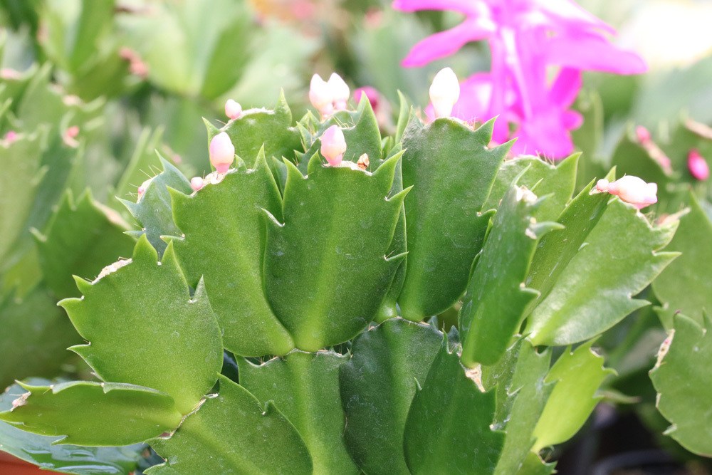 Weihnachtskaktus Schlumbergera