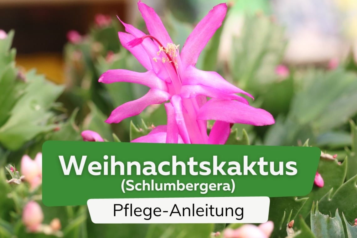 Weihnachtskaktus (Schlumbergera)