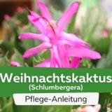 Weihnachtskaktus (Schlumbergera)