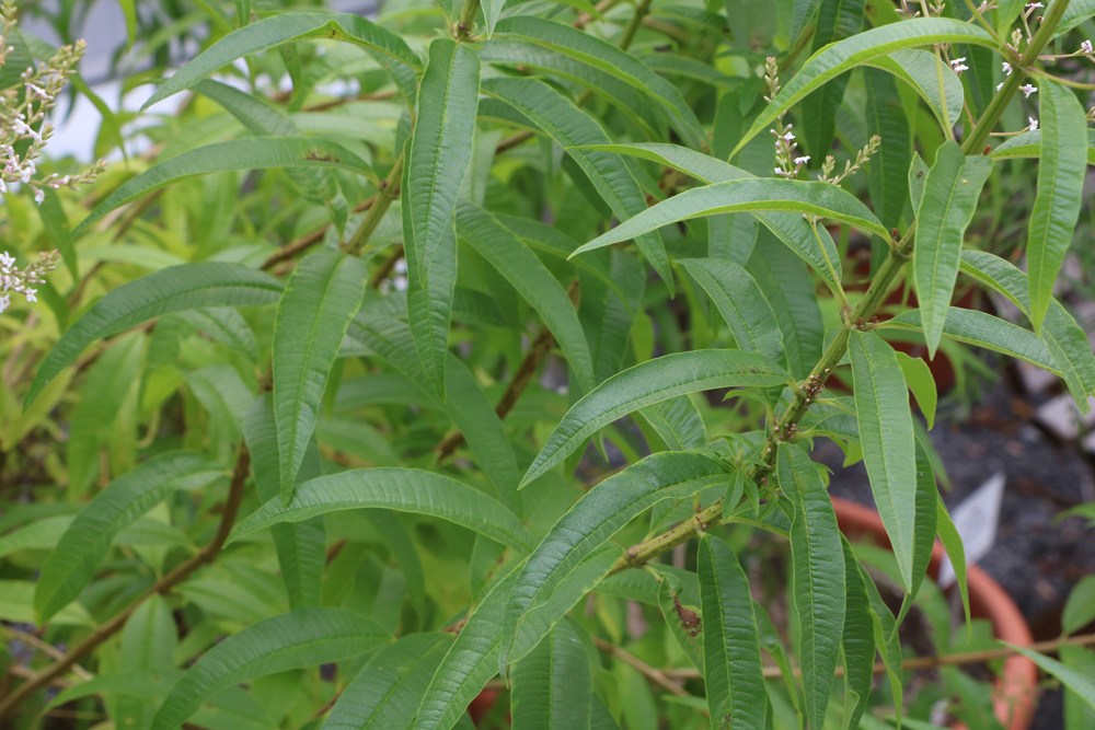 zitronenverbene aloysia citrodora