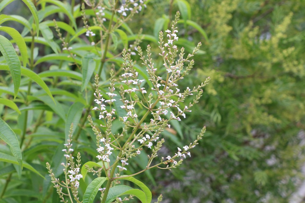 zitronenverbene aloysia citrodora