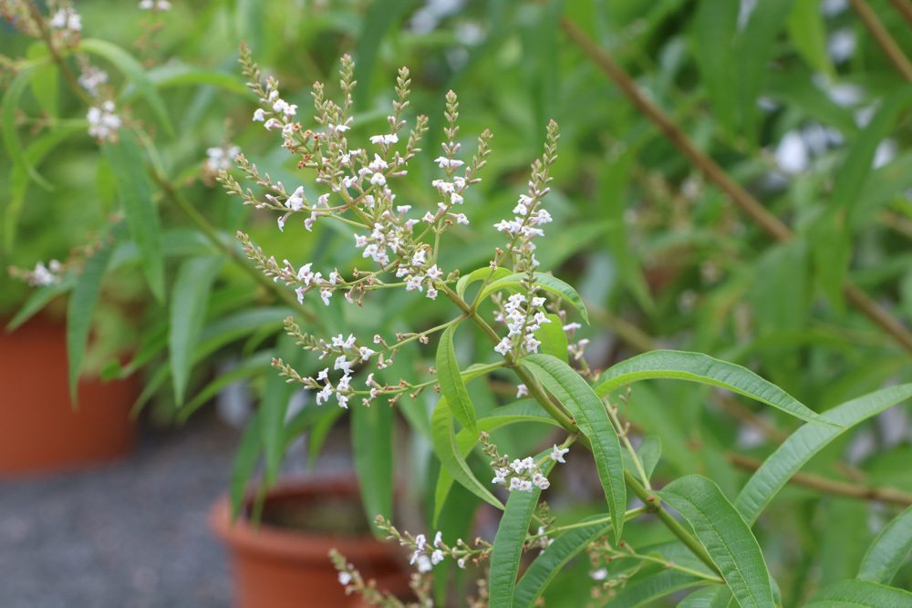 zitronenverbene aloysia citrodora