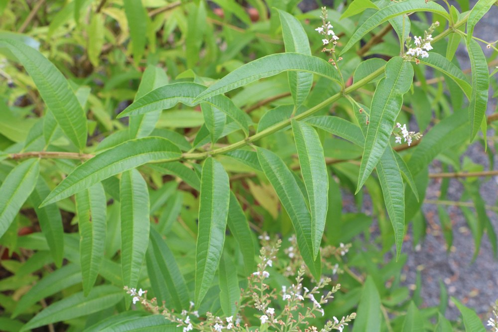 zitronenverbene aloysia citrodora