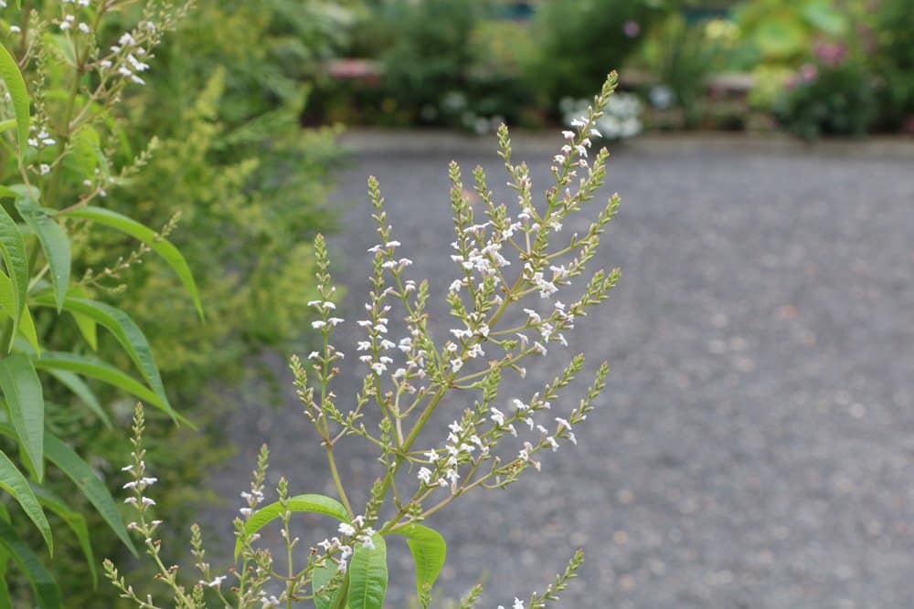 zitronenverbene aloysia citrodora