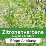 Zitronenverbene (Aloysia citrodora)