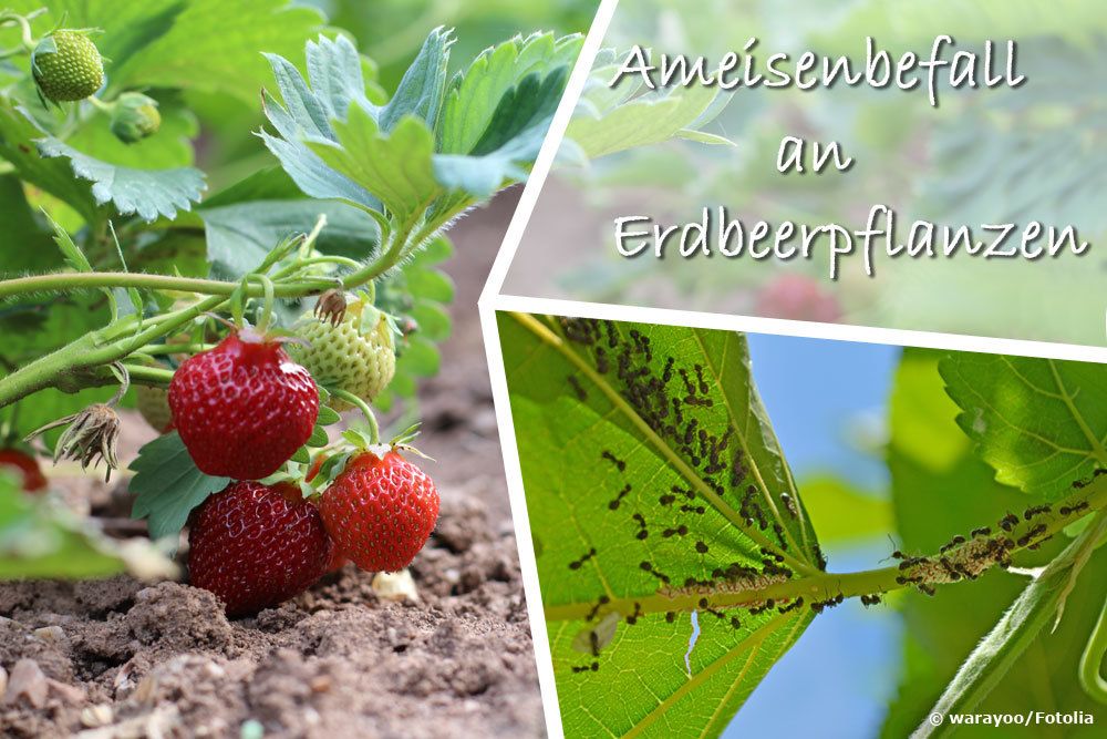 Ameisen an Erdbeeren