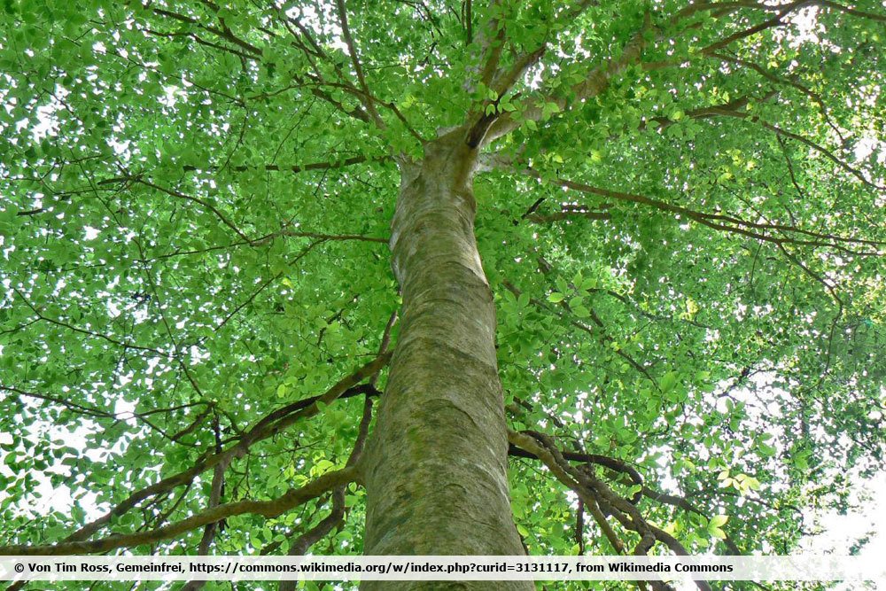 Amerikanische Buche, Fagus grandifolia