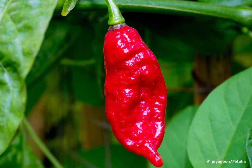 Chili 'Bhut Jolokia'