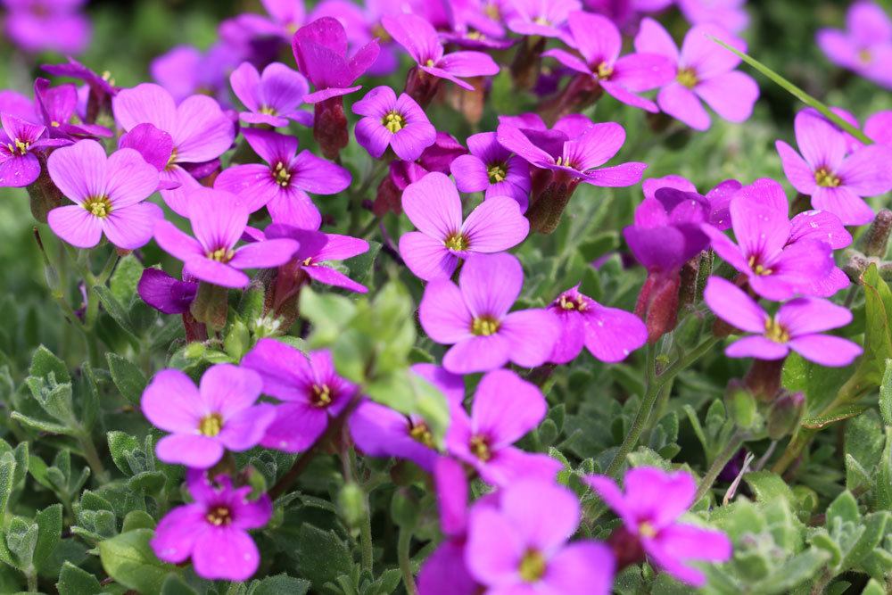 Blaukissen, Aubrieta