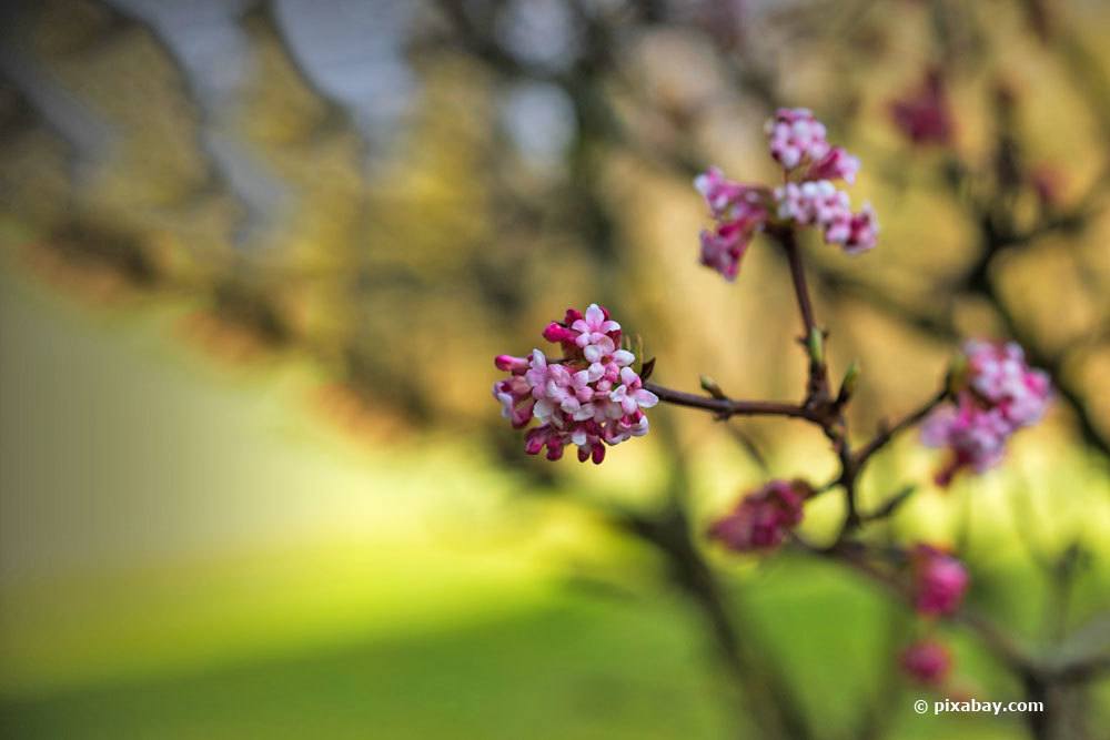 Bodnant-Winterschneeball, Viburnum bodnantense