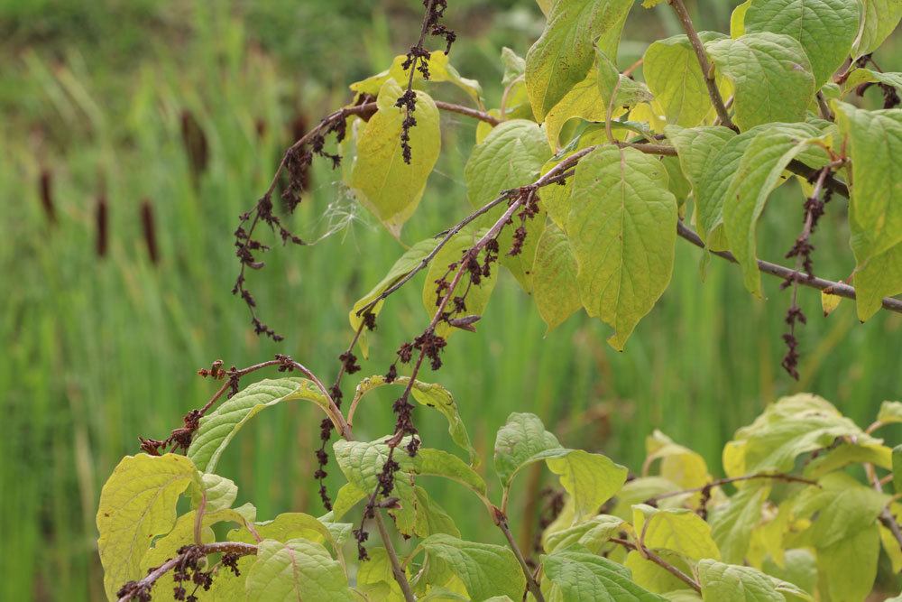 Bogenflieder, Syringa reflexa