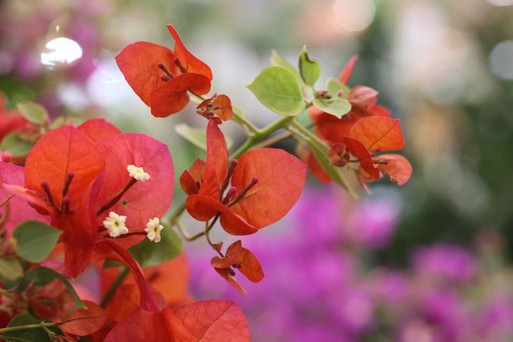 Bougainvillea mit roten Blüten