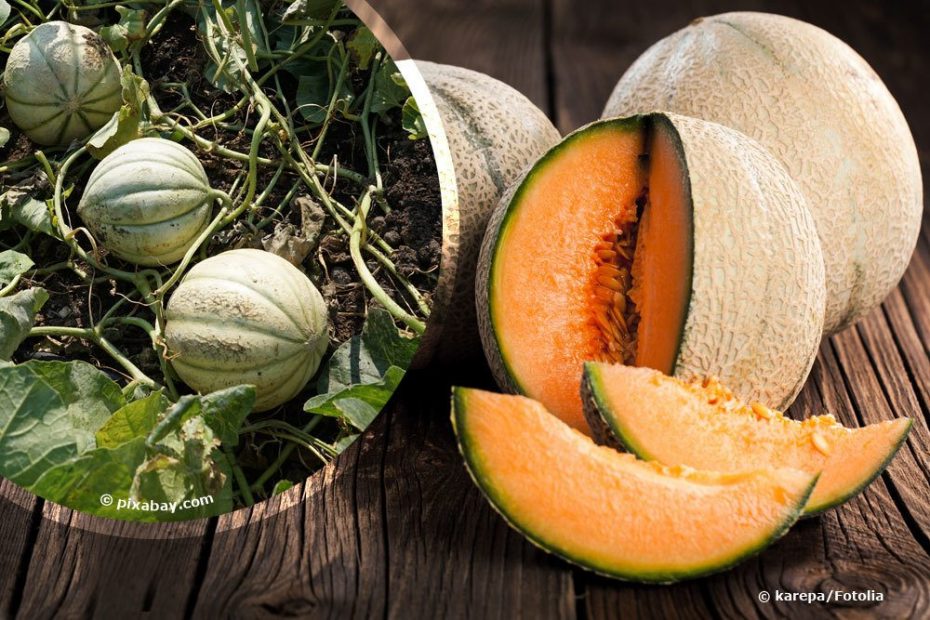 CantaloupeMelone anbauen Pflanzen selber ziehen Anleitung