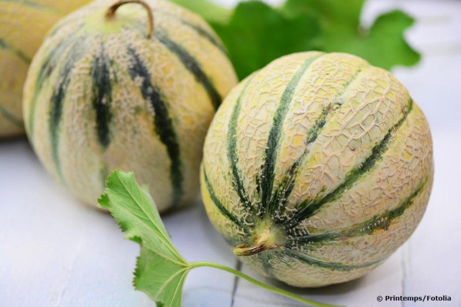 CantaloupeMelone anbauen Pflanzen selber ziehen Anleitung