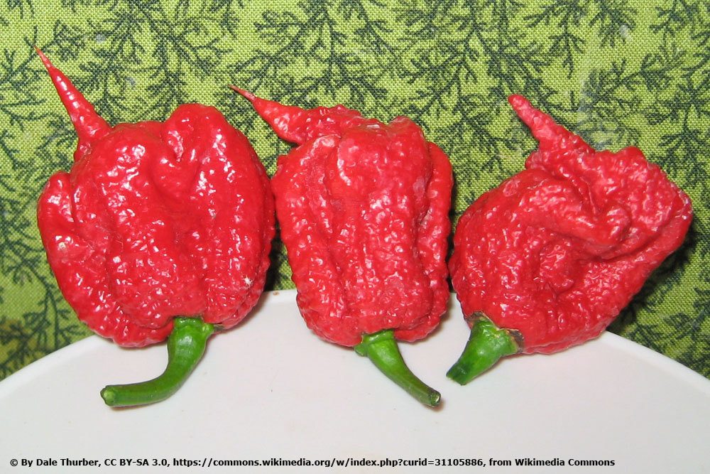 Chili 'Carolina Reaper'