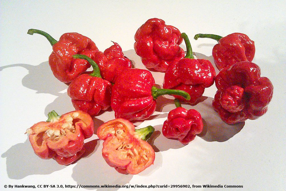 Chili 'Trinidad Moruga Scorpion'