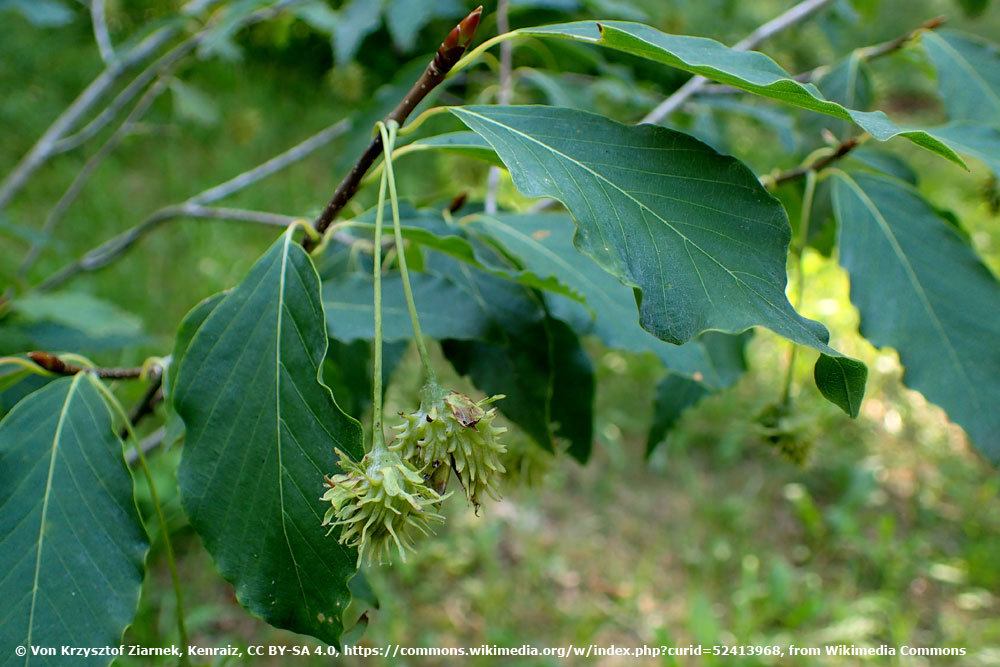 Englers-Buche, Fagus engleriana