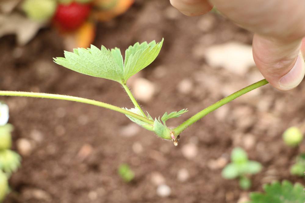 Erdbeerpflanzen schneiden: wie sie Erdbeeren vermehren und verjngen