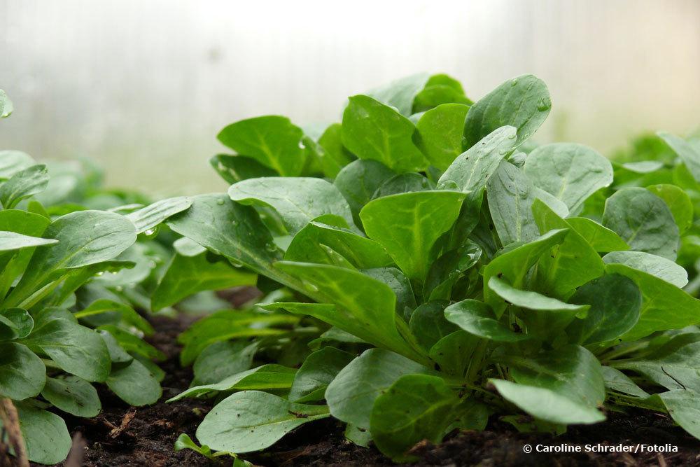 Feldsalat, Valerianella locusta