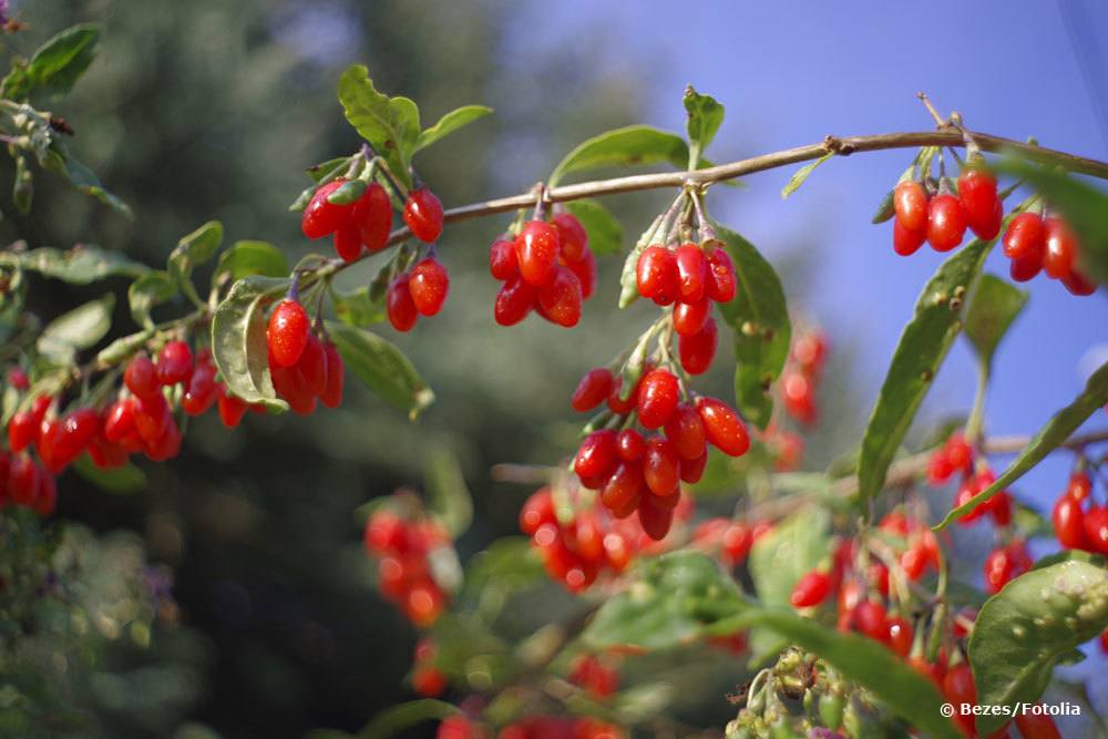 Goji-Beere, Lycium barbarum