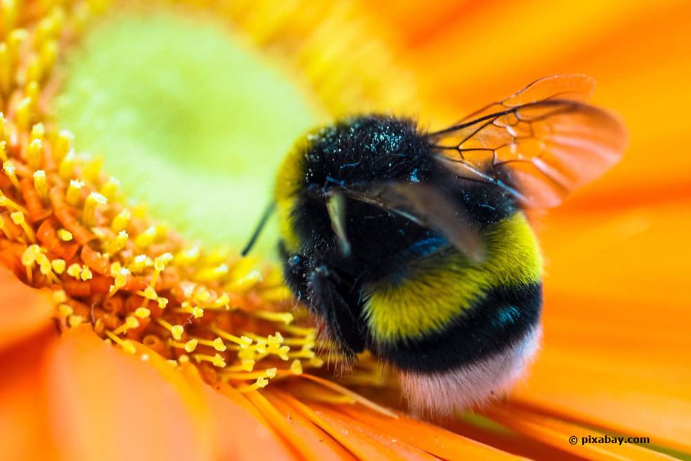 Hummel auf Blüte