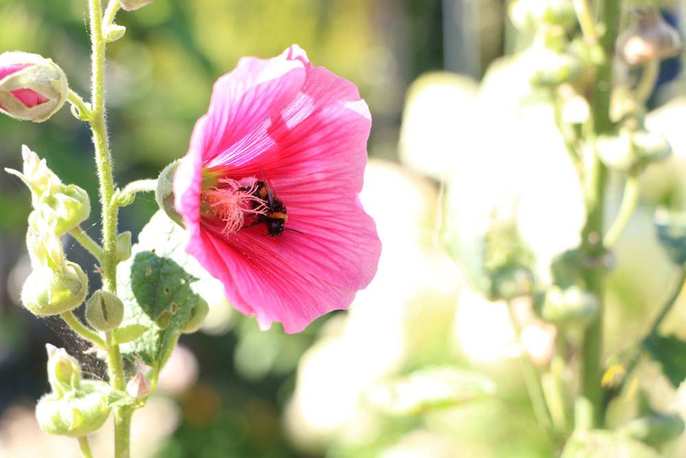 Hummel bei der Bestäubung