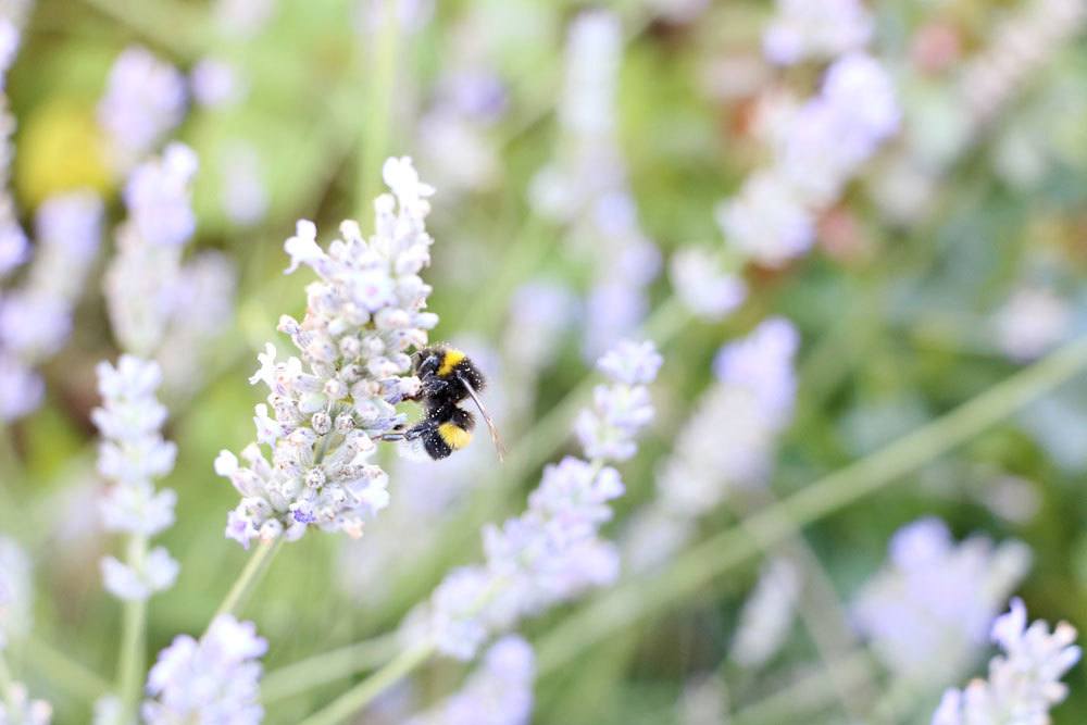 Hummel am Lavendel