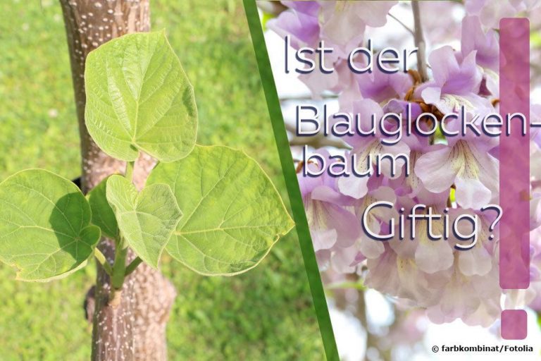 Ist Blauglockenbaum giftig