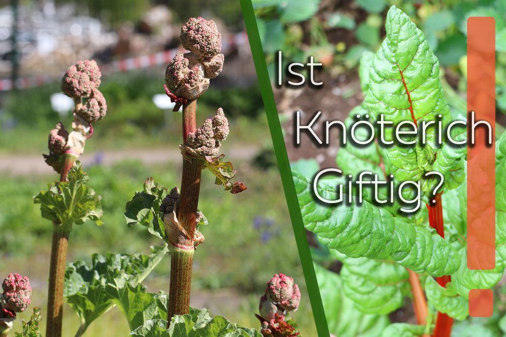 Ist Knterich giftig? Infos fr Kinder und Katzen zu 4 Arten