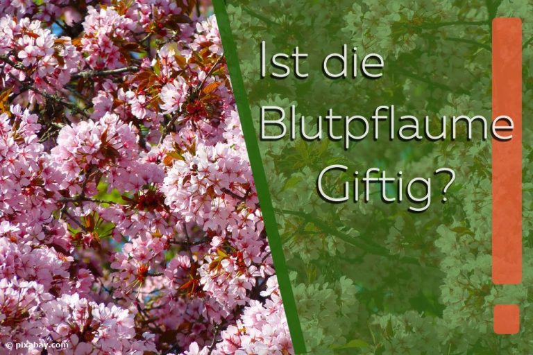 Ist die Blutpflaume giftig