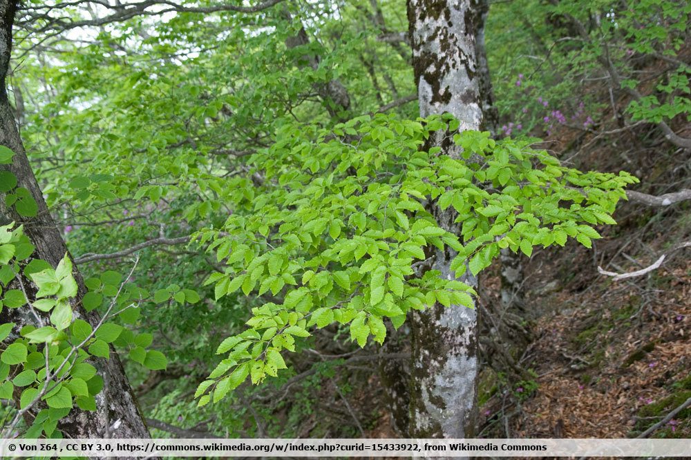 Japanische Buche, Fagus japonica