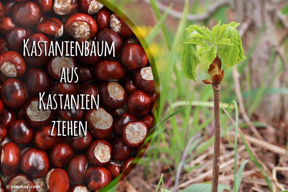 Kastanienbaum aus Kastanien ziehen