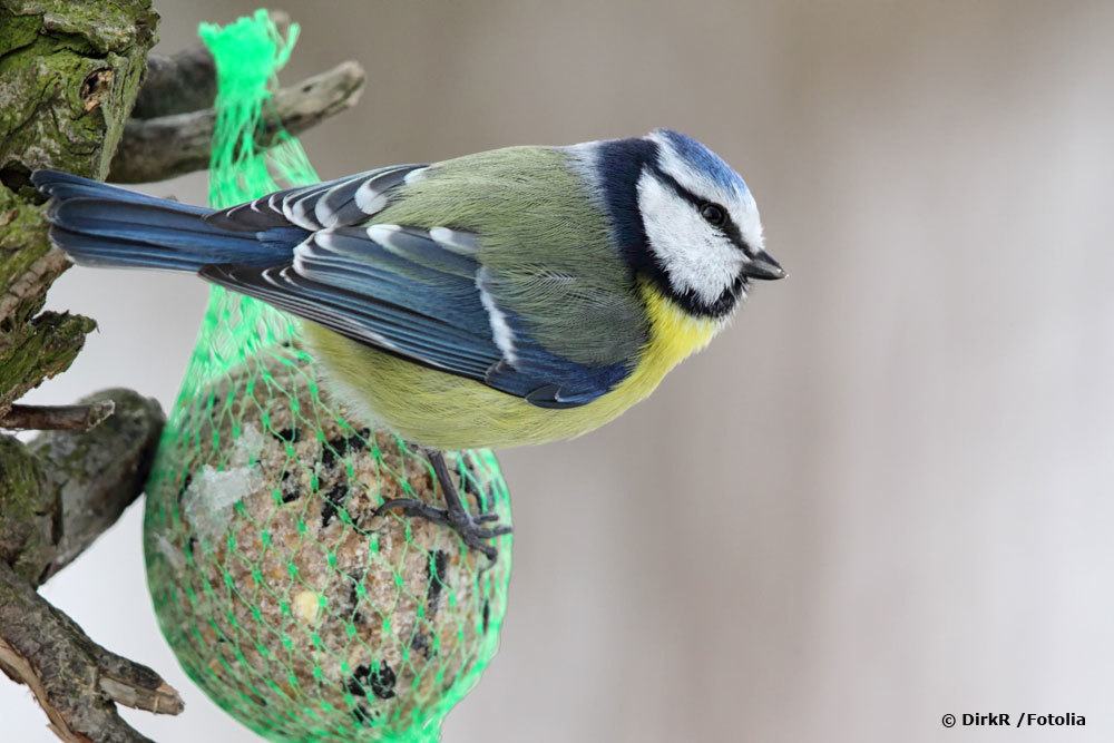 Kohlmeise, Parus major