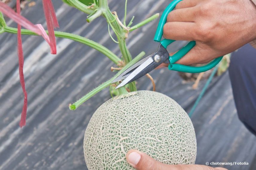 Melonen im Kübel anbauen Wassermelone und Honigmelone im Topf