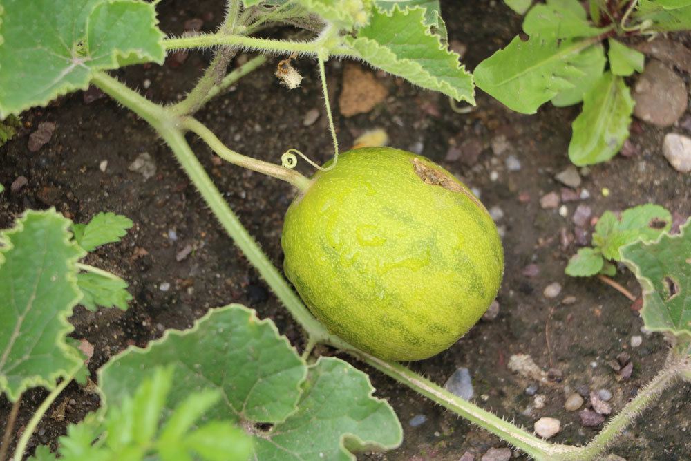 Melonen richtig gießen