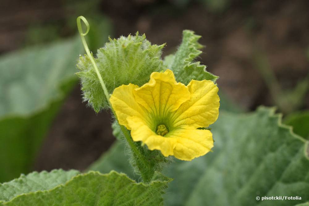 Blüte einer Melone