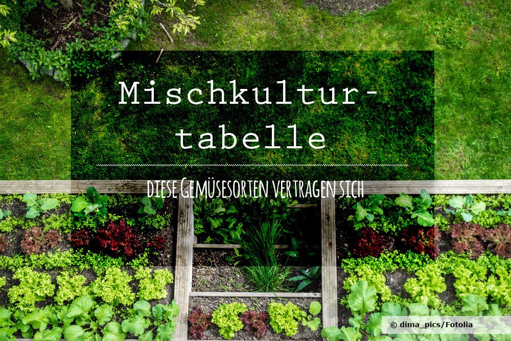 Mischkultur Gemüse